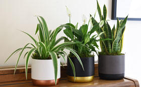 Air Purifying House Plants