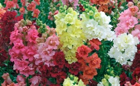 Bedding Plants