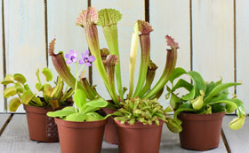 Carnivorous House Plants