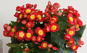 Flowering House Plants