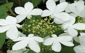 Potted Hardy Plants