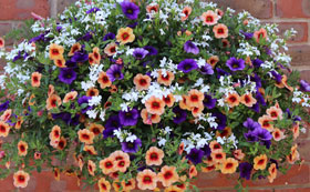 Pre-Planted Hanging Baskets