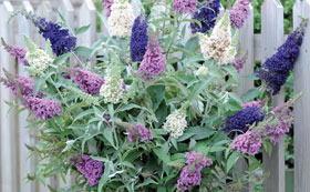 Shrubs