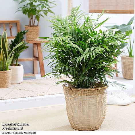 Parlour Palm - House Plant Seeds