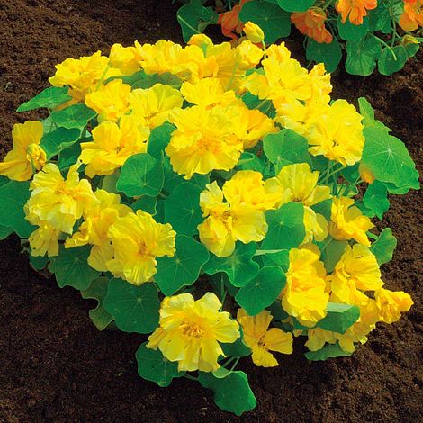 Nasturtium 'Double Delight Cream' - Seeds