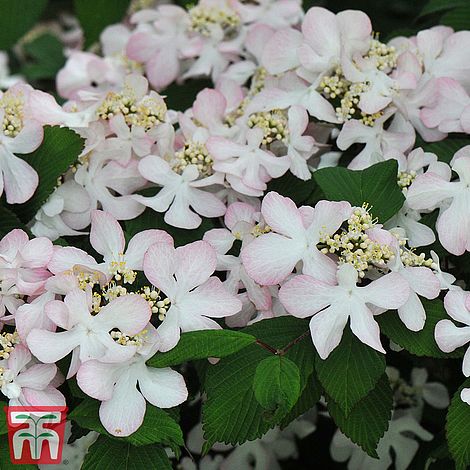 Viburnum plicatum f. tomentosum 'Pink Beauty'