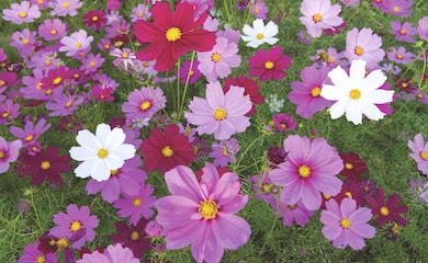 Cosmos bipinnatus 'Sensation Mixed' from Thompson & Morgan