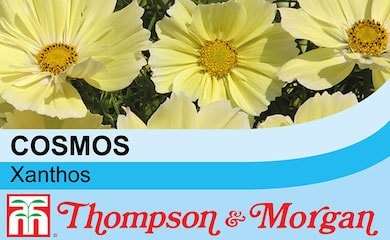 Cosmos 'Xanthos' seed packet