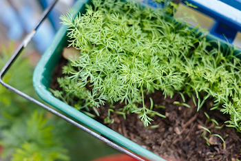 planting fennel