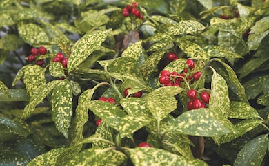 Yellow and green spotted laurel with red berries