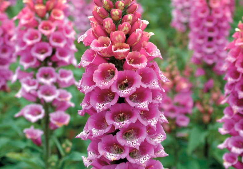 Colouful red and purple foxgloves